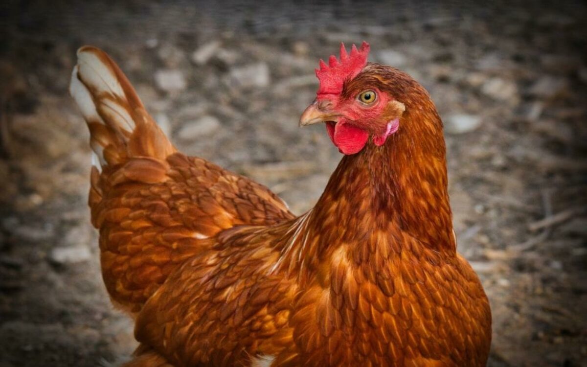 1605527643huhn hahn geflrgel 1605527643huhn hahn geflrgel